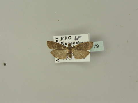 Image of Salebriopsis albicilla Herrich-Schäffer 1849