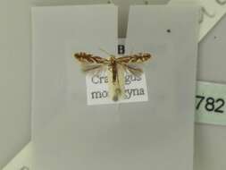 Sivun Phyllonorycter oxyacanthae (Frey 1855) kuva