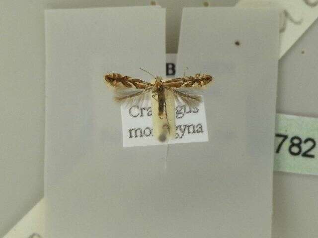 Sivun Phyllonorycter oxyacanthae (Frey 1855) kuva