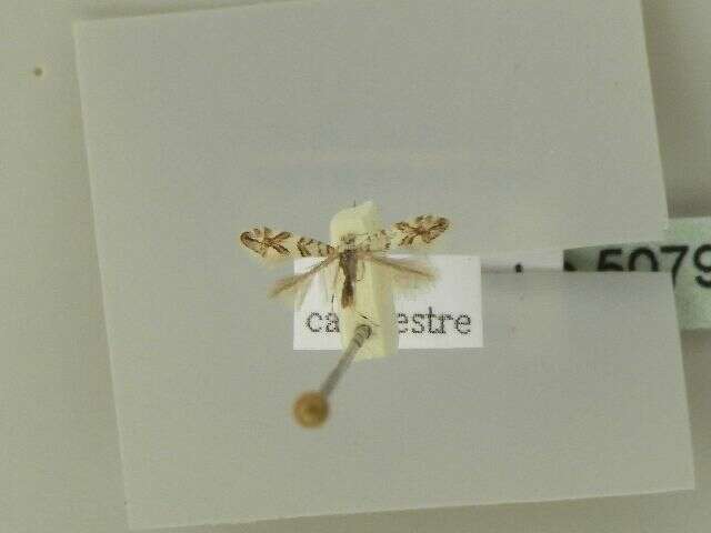 Phyllonorycter acerifoliella (Zeller 1839) resmi