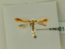 صورة Caloptilia alchimiella (Scopoli 1763)