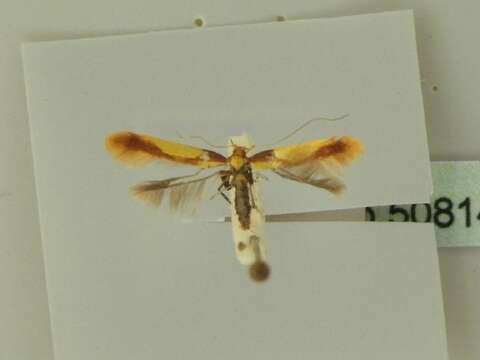 Image of Caloptilia alchimiella (Scopoli 1763)