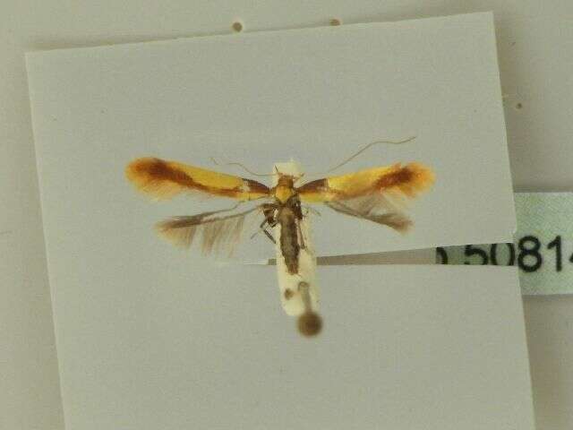 صورة Caloptilia alchimiella (Scopoli 1763)