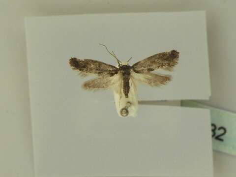 Image of Moth