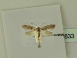 Image of Moth