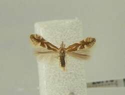 صورة Phyllonorycter salictella (Zeller 1846)