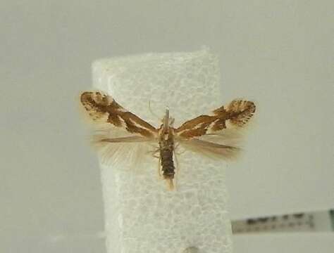 Image of Phyllonorycter salictella (Zeller 1846)