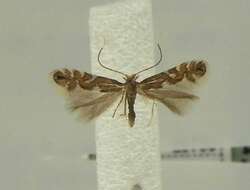 Imagem de Phyllonorycter strigulatella (Zeller 1846)