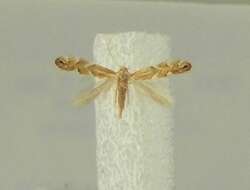 Image of Beech Midge