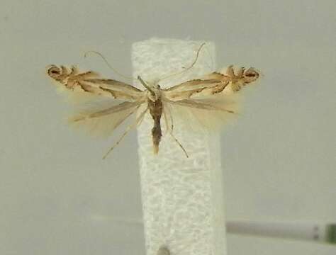 Phyllonorycter tenerella (de Joannis 1915)的圖片