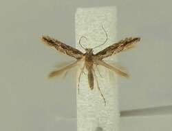 Phyllonorycter issikii (Kumata 1963) resmi