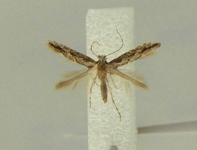 Phyllonorycter issikii (Kumata 1963) resmi