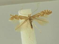 Image of Phyllonorycter cerasinella (Reutti 1853)