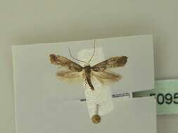 Image of Moth