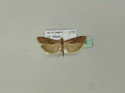 Ancylosis cinnamomella Duponchel 1836 resmi