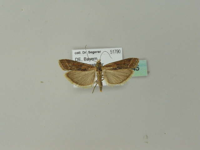 Ancylosis cinnamomella Duponchel 1836 resmi