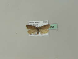 صورة Acleris hyemana Haworth 1811