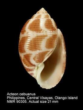 Image of Acteon cebuanus Lan 1985
