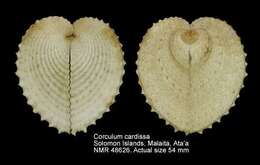 Image of Corculum Röding 1798