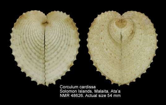 Image of Corculum Röding 1798