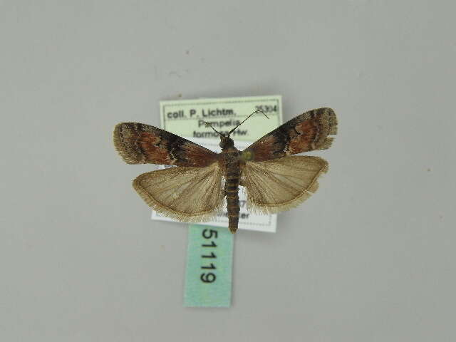 Rhodophaea formosa Haworth 1811 resmi