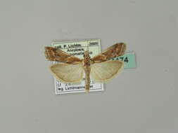 Ancylosis cinnamomella Duponchel 1836 resmi