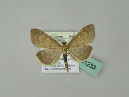 <i>Anania fuscalis</i> resmi