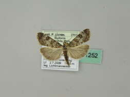 Eudonia petrophila Standfuss 1848的圖片