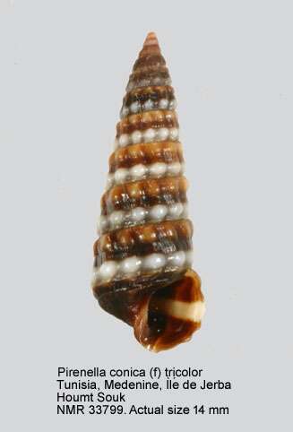 Image of Pirenella conica (Blainville 1829)