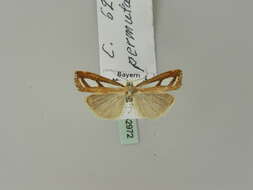 صورة Catoptria permutatellus Herrich-Schäffer 1849