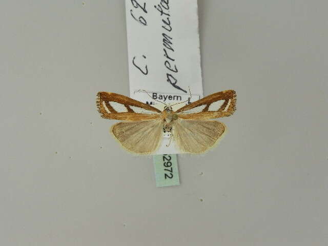 صورة Catoptria permutatellus Herrich-Schäffer 1849