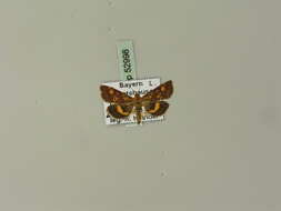 Image of Mint moth