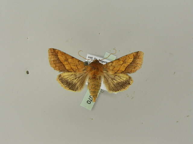 Image of bordered sallow