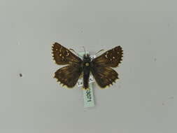 Image of large grizzled skipper