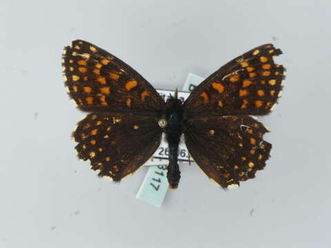 Imagem de Melitaea diamina