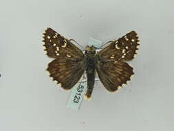 Image of large grizzled skipper