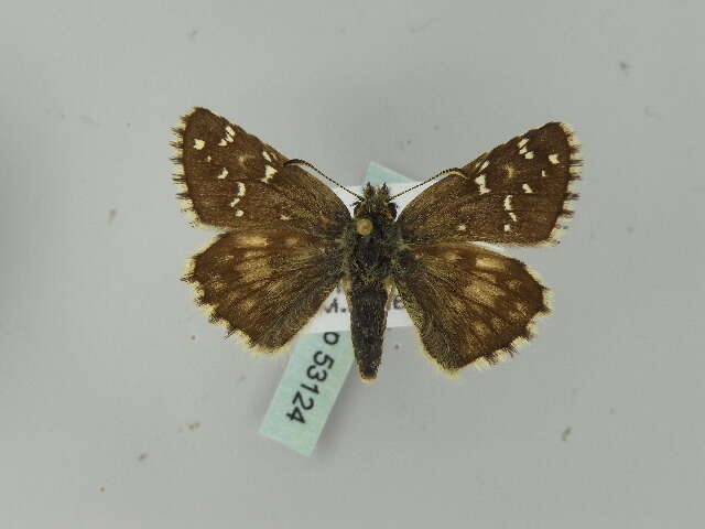 Image of large grizzled skipper