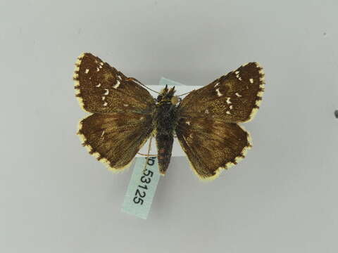 Image of large grizzled skipper