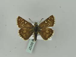 Image of large grizzled skipper