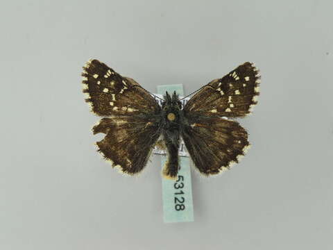 Image of large grizzled skipper