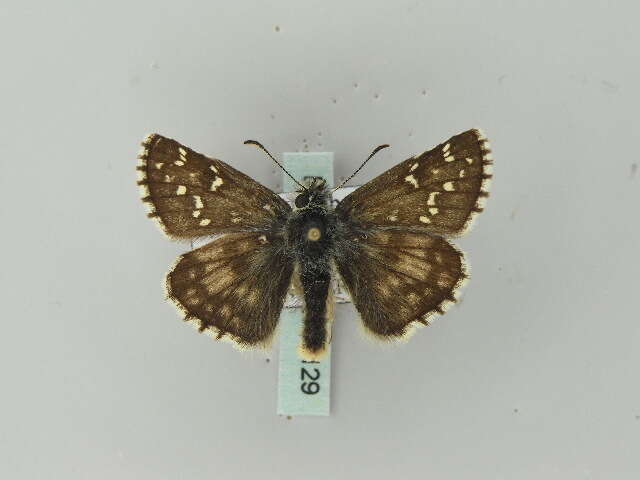 Image of large grizzled skipper