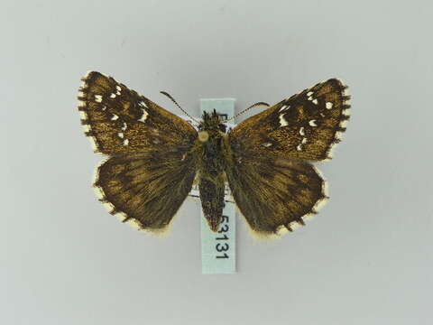 Image of large grizzled skipper