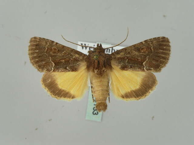 Image of straw underwing