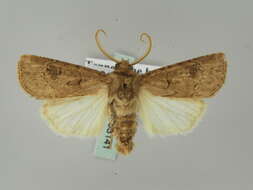 صورة <i>Agrotis bigramma</i>