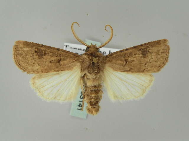 صورة <i>Agrotis bigramma</i>