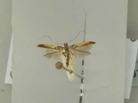 Image of Caloptilia fidella (Reutti 1853)