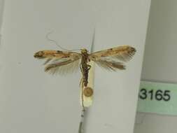 Image of Caloptilia populetorum (Zeller 1839)