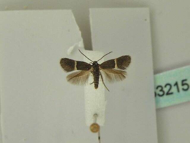 Image of Douglas moths