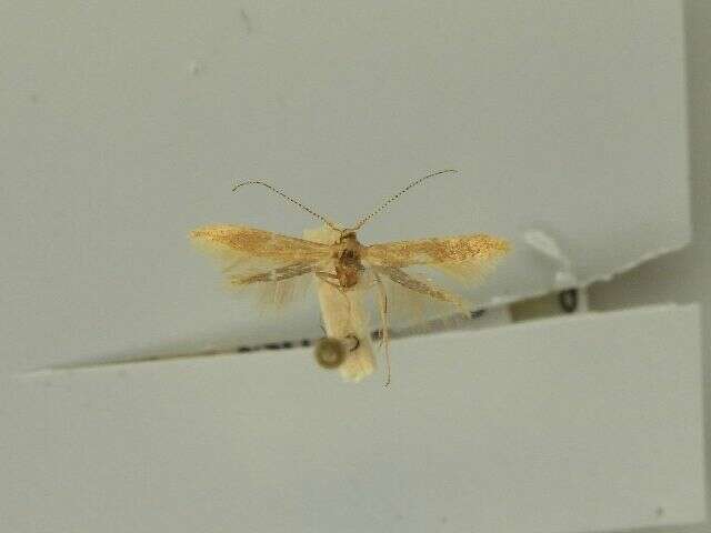 صورة Coleophora lutipennella Zeller 1838