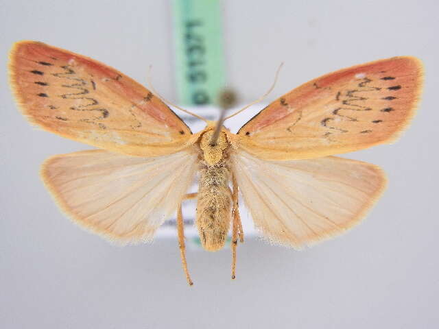 Image of rosy footman